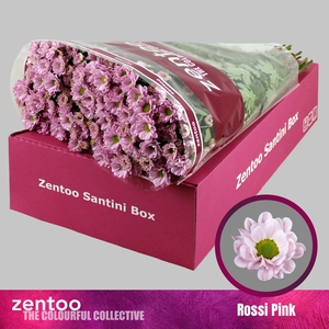 CHR S ROSSI PINK