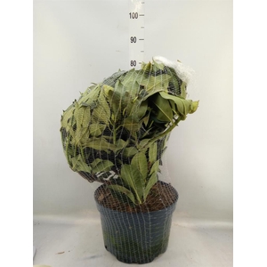 Rhododendron  'Rhodo XXL'