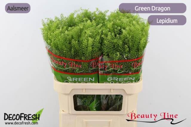 <h4>LEPIDIUM GREEN DRAGON</h4>