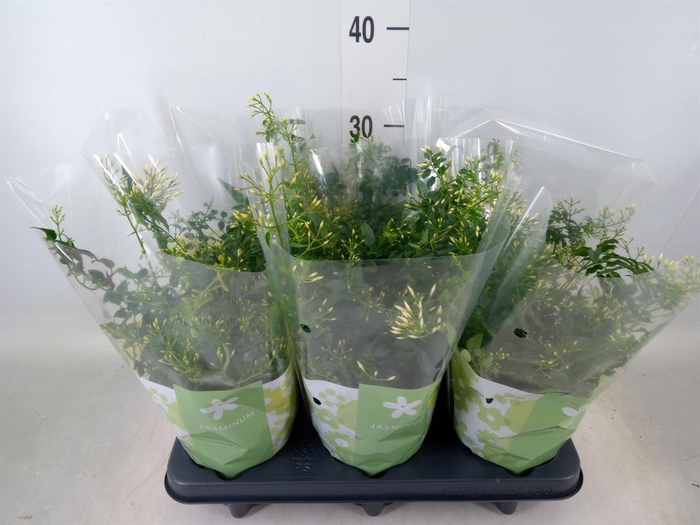 <h4>Jasminum polyanthum</h4>