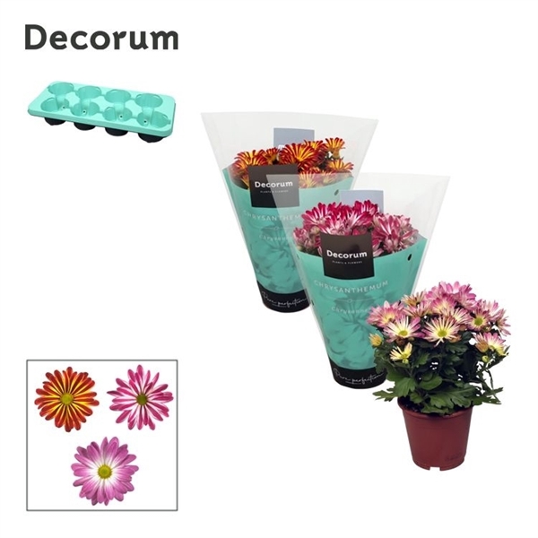 <h4>Chrysanne Bicolor Mix</h4>