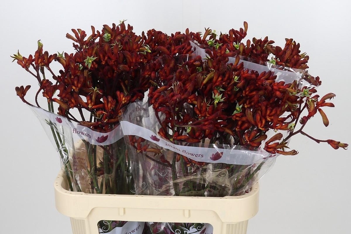 <h4>Anigozanthos Early Spring</h4>