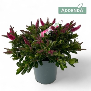 Hebe Donna Pink P15 Addenda®