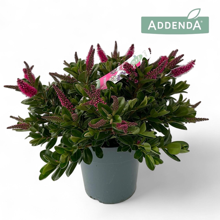 <h4>Hebe Donna Pink P15 Addenda®</h4>