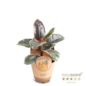 FICUS ELASTICA p9 BELIZE