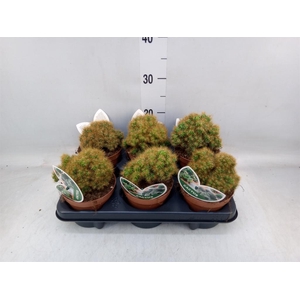 Cereus per. 'Monstrosus'