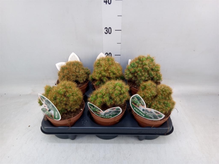 <h4>Cereus per. 'Monstrosus'</h4>