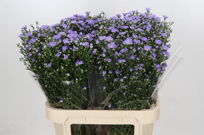 <h4>Aster Cassandra</h4>