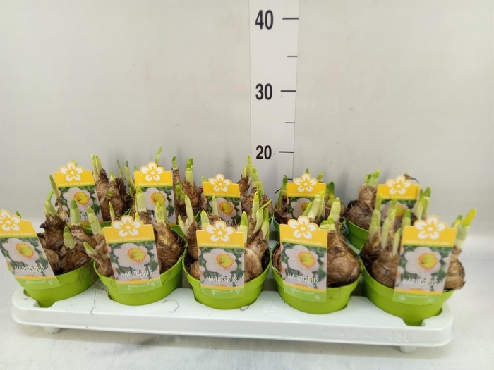 <h4>Narcissus   ...</h4>