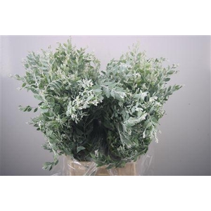 Acacia Dennisbode Per Bunch