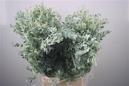 <h4>Acacia Dennisbode Per Bunch</h4>
