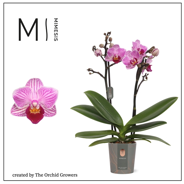 <h4>Mimesis Phal. Lotte - 2 spike 7cm</h4>