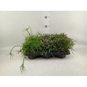 Rhipsalis   ...mix