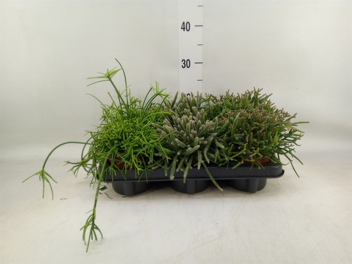 <h4>Rhipsalis   ...mix</h4>