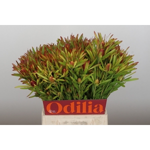 Leucadendron Ayoba Cherry Pearl Spray