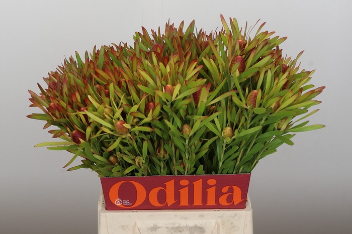 <h4>Leucadendron Ayoba Cherry Pearl Spray</h4>