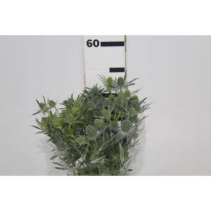 ERYNGIUM 050 CM