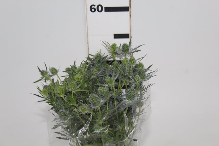 <h4>ERYNGIUM 050 CM</h4>