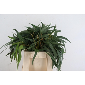 EUC VICTORIA LANCET RND x5