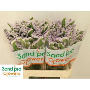 LIM S TESSA LAVENDER