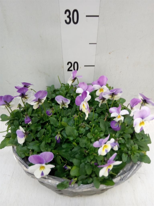 <h4>Viola corn. ...</h4>