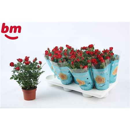 <h4>Rosa Jewel Rood</h4>