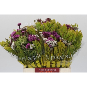 BQ Wild Flower