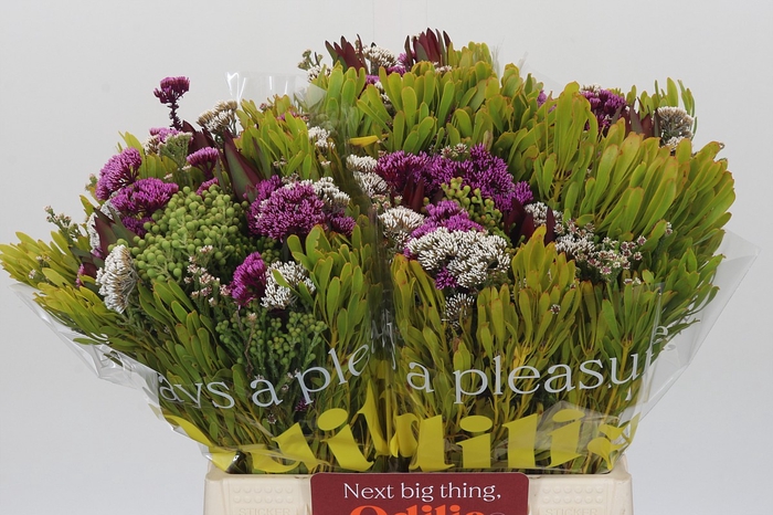 <h4>BQ Wild Flower</h4>