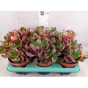Kalanchoe NF   ...