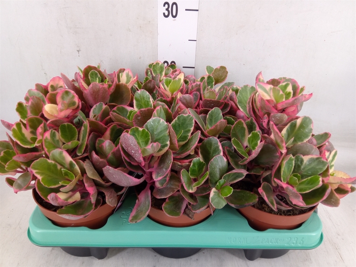 <h4>Kalanchoe NF   ...</h4>