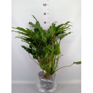Philodendron  'Xanadu'
