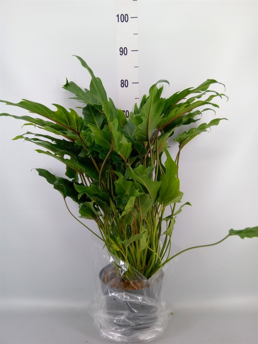 <h4>Philodendron  'Xanadu'</h4>