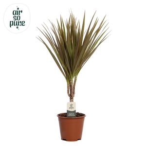 Dracaena Bicolor p14 (Air so Pure)