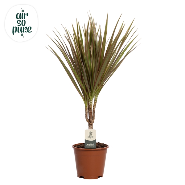 <h4>Dracaena Bicolor p14 (Air so Pure)</h4>