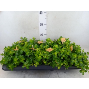 Peperomia rotundifolia