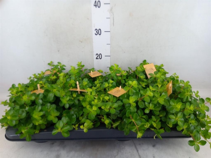 <h4>Peperomia rotundifolia</h4>