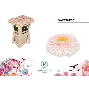 Germini Pomponi Sweetness Water