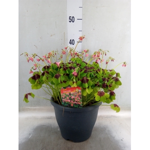 Oxalis tetraphylla 'Iron Cross'