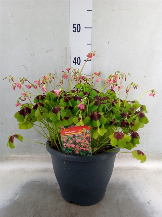 <h4>Oxalis tetraphylla 'Iron Cross'</h4>