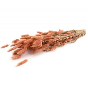 Dried flowers Lagurus 60cm