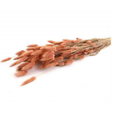 <h4>Dried flowers Lagurus 60cm</h4>