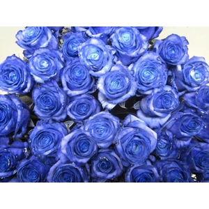R Gr Dolomiti Blauw