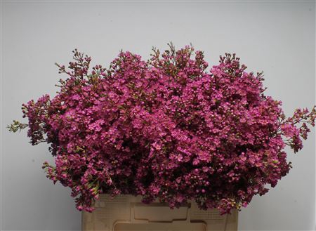 <h4>Chamelauc Ariel</h4>