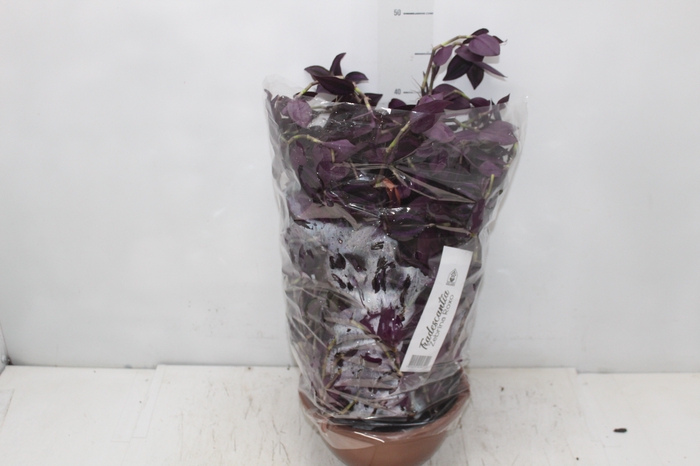 <h4>TRADESCANTIA ZEBRINA C21 ROXO</h4>