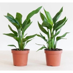 STRELITZIA NICOLAI