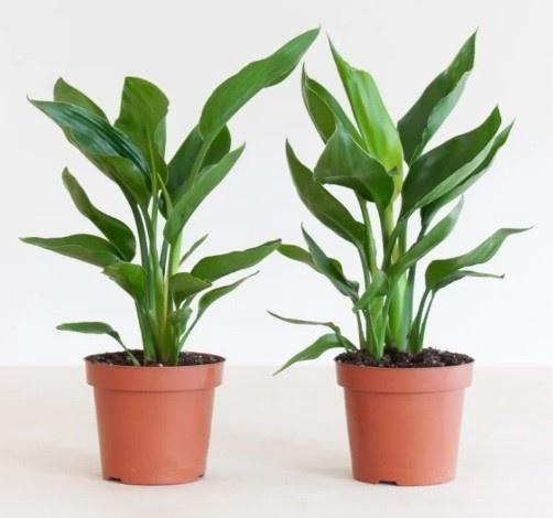 <h4>STRELITZIA NICOLAI</h4>