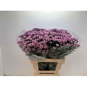 CHR SAN CALIM PINK
