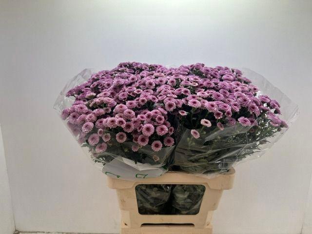 <h4>CHR SAN CALIM PINK</h4>