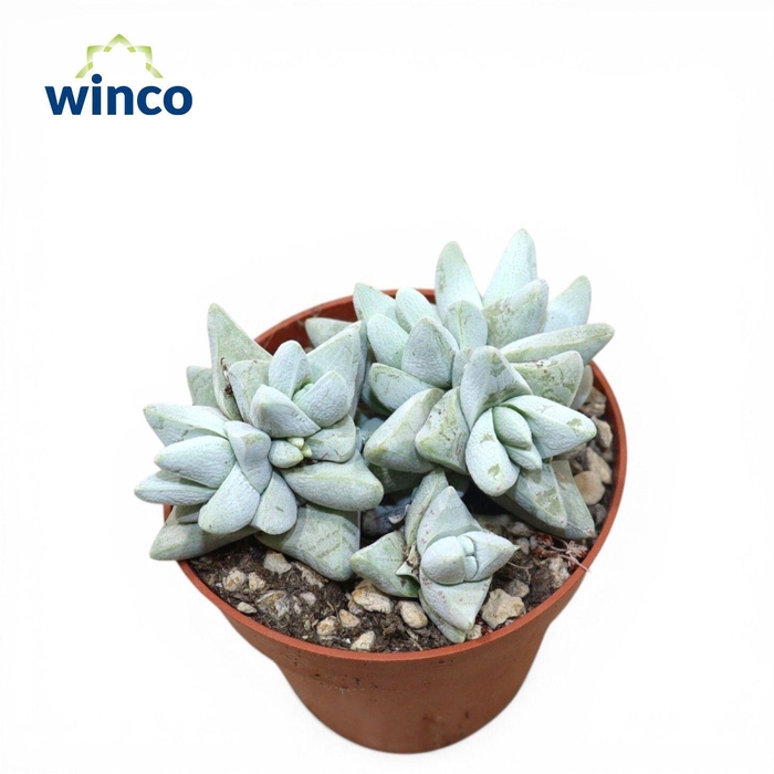 <h4>Crassula Cornuta</h4>