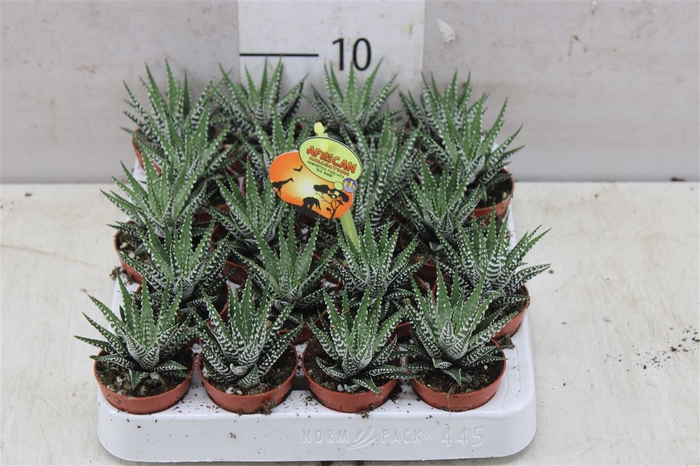 Haworthia Fasciata 'big Band'